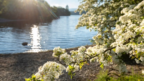 Trees in blossom at the edge of a lake